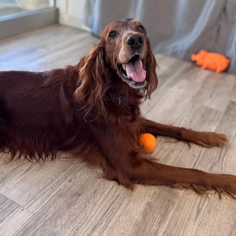 Cooper thumbnail 2