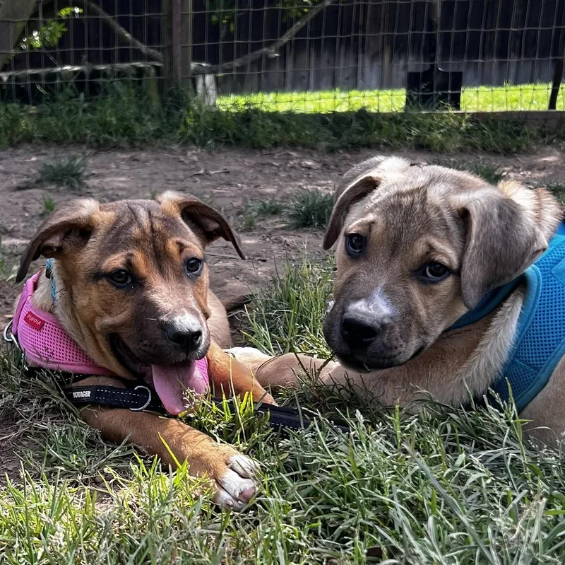 Luna & Luca