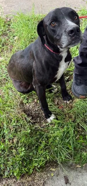 An adult medium-sized female Mixed Breed dog named Becky for adoption in Dallas, TX