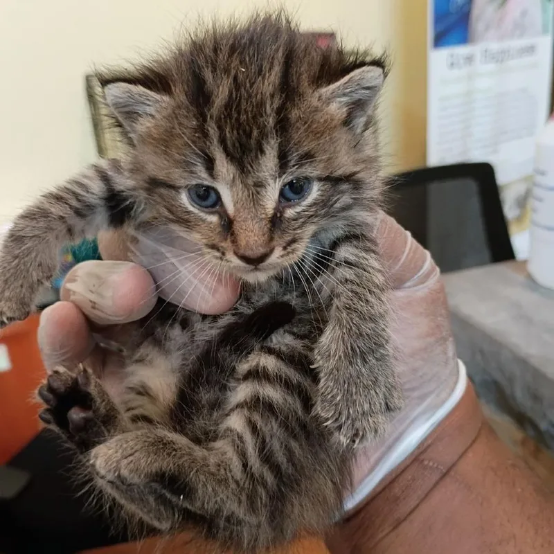 A baby small-sized male Brown / Chocolate Domestic Short Hair cat named Count Chocula for adoption in Lynchburg, VA
