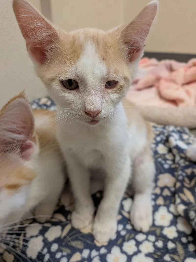 A baby medium-sized male Orange & White Domestic Short Hair cat named Scooter for adoption in Mount Carmel, IL
