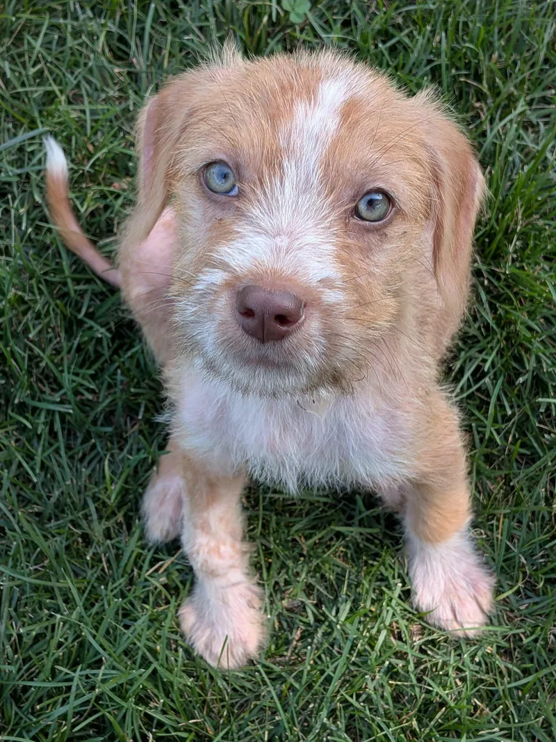 A baby large-sized male Yellow / Tan / Blond / Fawn Mixed Breed dog named Allen for adoption in Kenosha, WI