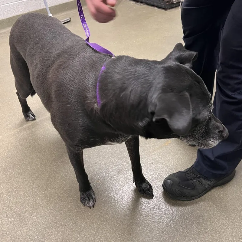 A senior large-sized female Black Labrador Retriever dog named 72828 for adoption in Harrisonburg, VA