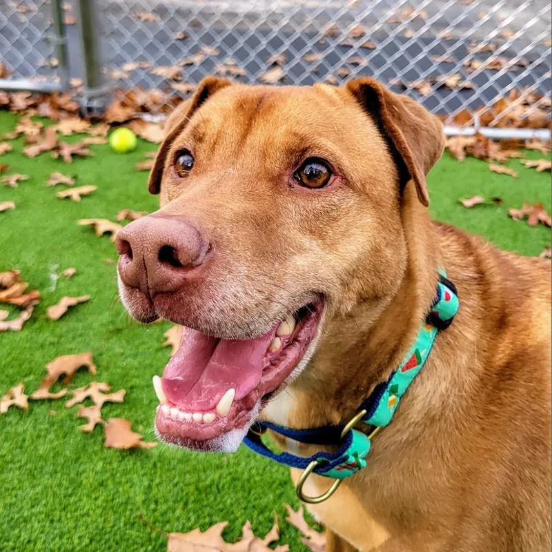 A senior large-sized male Yellow / Tan / Blond / Fawn Retriever dog named Leo for adoption in Warwick, RI