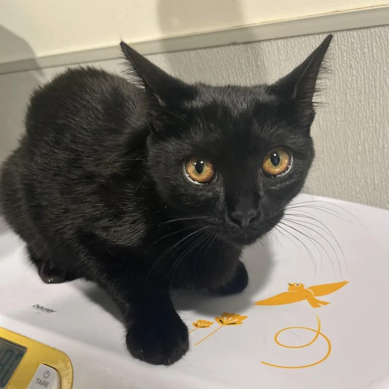 A young medium-sized female Black Domestic Short Hair cat named Panther for adoption in Tampa, FL