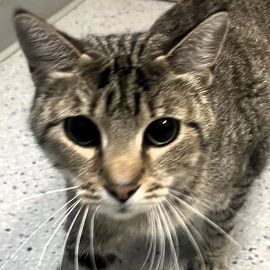 An adult large-sized female Brown / Chocolate Domestic Short Hair cat named Serval for adoption in Shawnee, KS