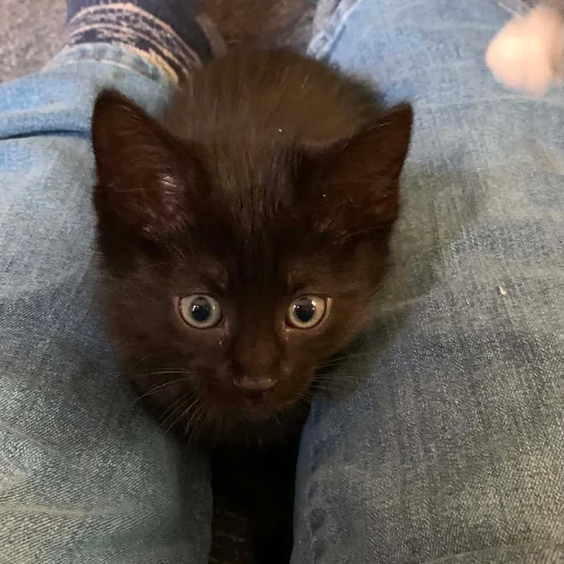 A baby small-sized female Black Domestic Short Hair cat named Brandi for adoption in DeKalb, IL