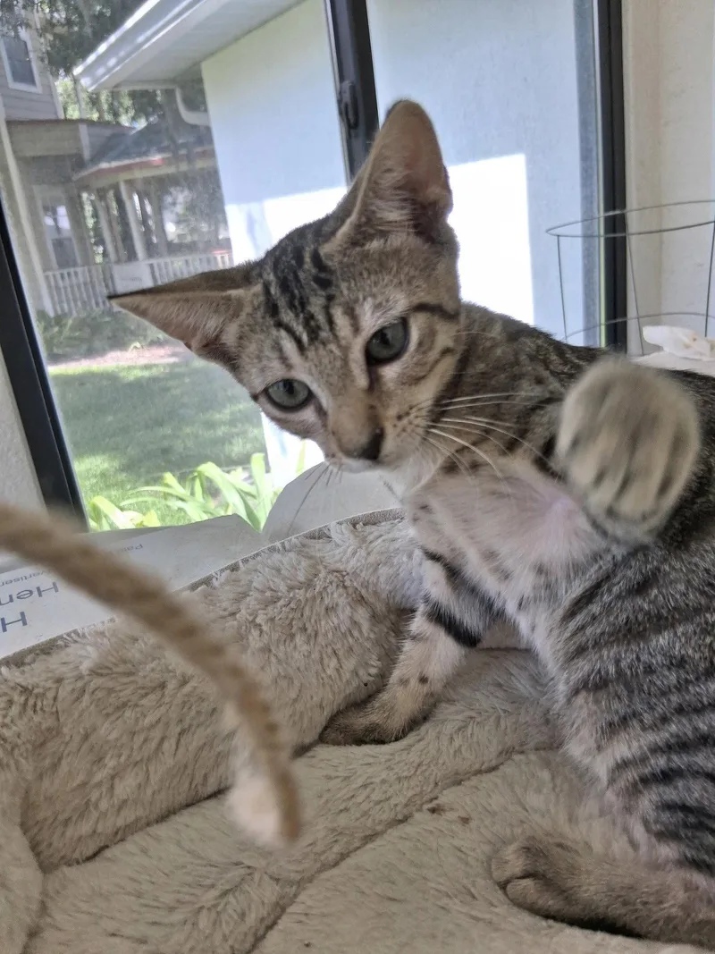 A baby medium-sized female Brown / Chocolate Domestic Short Hair cat named Fern for adoption in Oviedo, FL