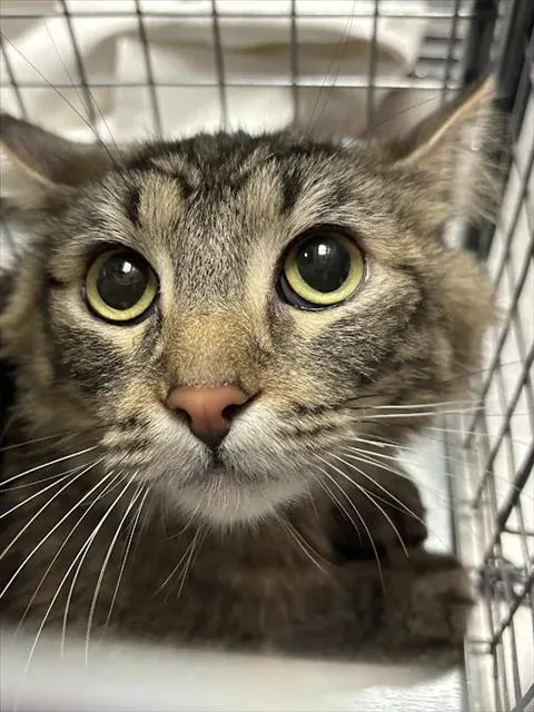 Bonita