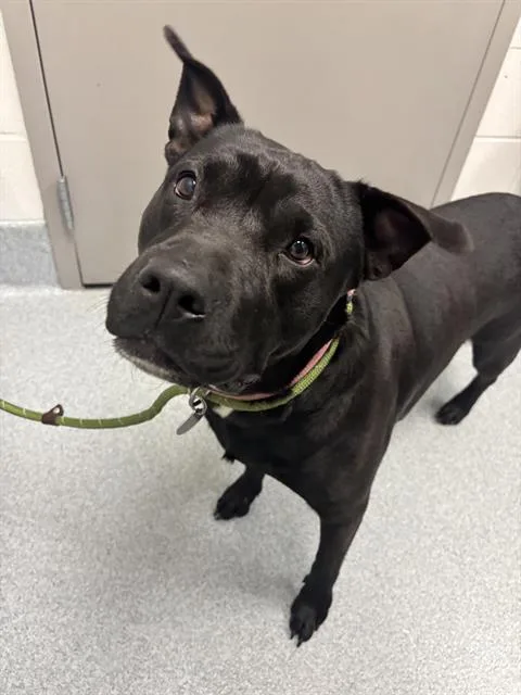 A senior medium-sized female Pit Bull Terrier dog named Lady for adoption in Indianapolis, IN
