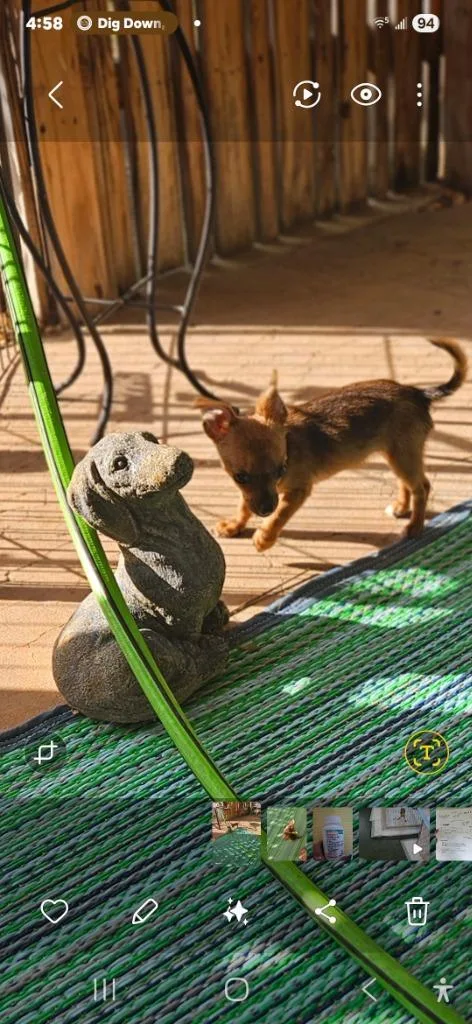 A baby small-sized female Chihuahua dog named Cricket for adoption in Madison, AL