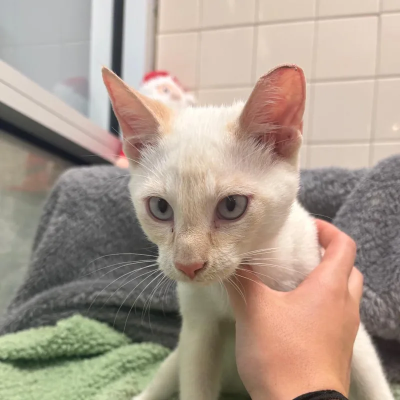 An adult medium-sized male Domestic Short Hair cat named Izzie for adoption in Columbus, GA