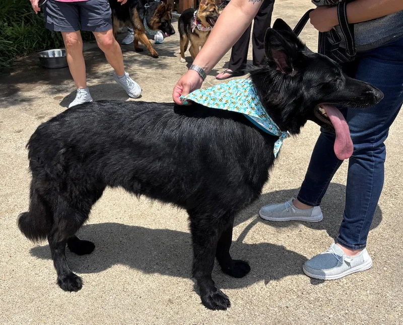 An adult large-sized male German Shepherd Dog dog named Zorro for adoption in Dallas, TX