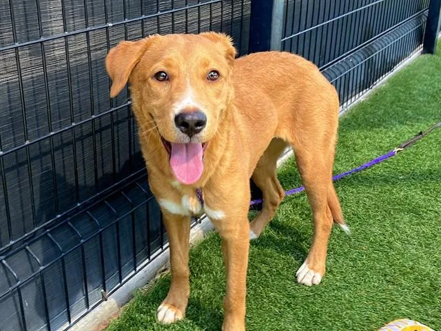 A young small-sized female Labrador Retriever dog named Ninetails for adoption in Tustin, CA