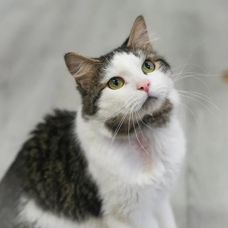 Merlin