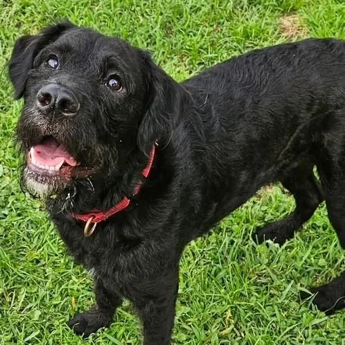 A young large-sized male Black Labrador Retriever dog named Boogie for adoption in Unionville, CT
