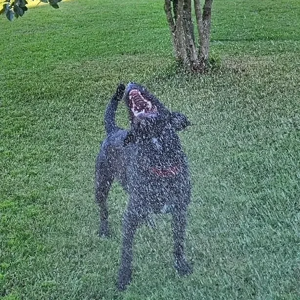 Boogie thumbnail 6