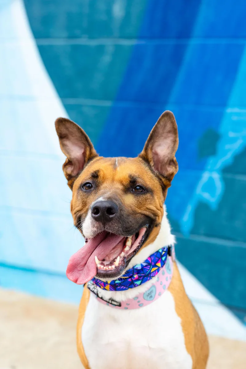 An adult large-sized female White / Cream Shepherd dog named Arcee for adoption in Berkeley, CA