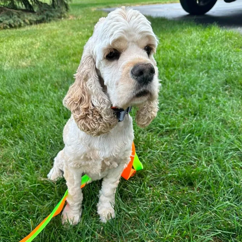 An adult small-sized male White / Cream Cocker Spaniel dog named Tanner for adoption in St. Charles, IL