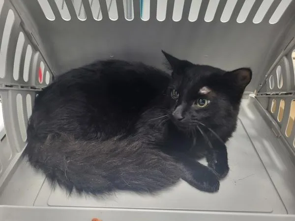 A young small-sized female Domestic Short Hair cat named Pen c Jolene for adoption in Lawrenceville, GA