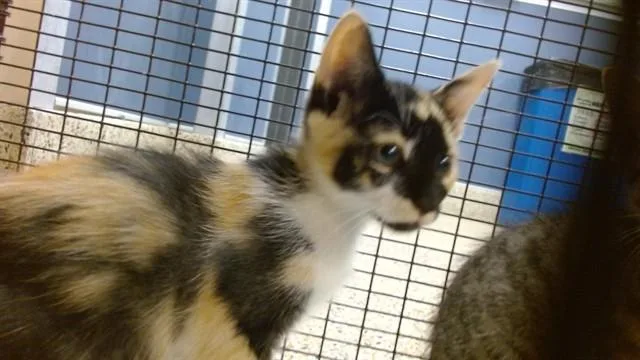 A baby small-sized female Domestic Short Hair cat named Miu for adoption in Miami, FL