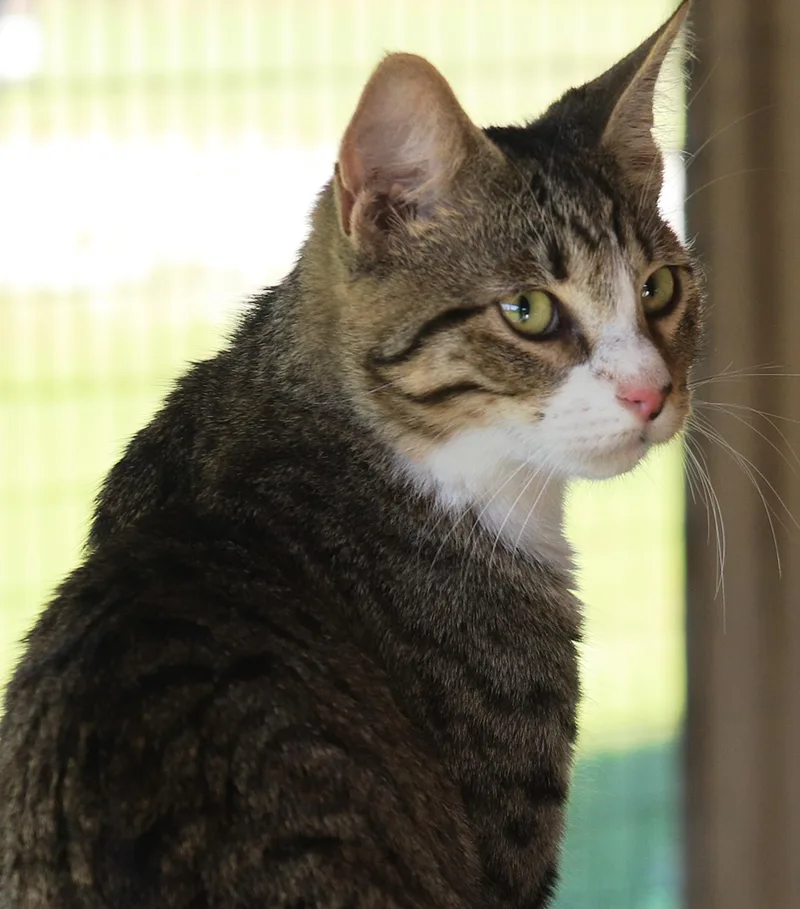 A young medium-sized male Domestic Short Hair cat named Maddox for adoption in North Fort Myers, FL