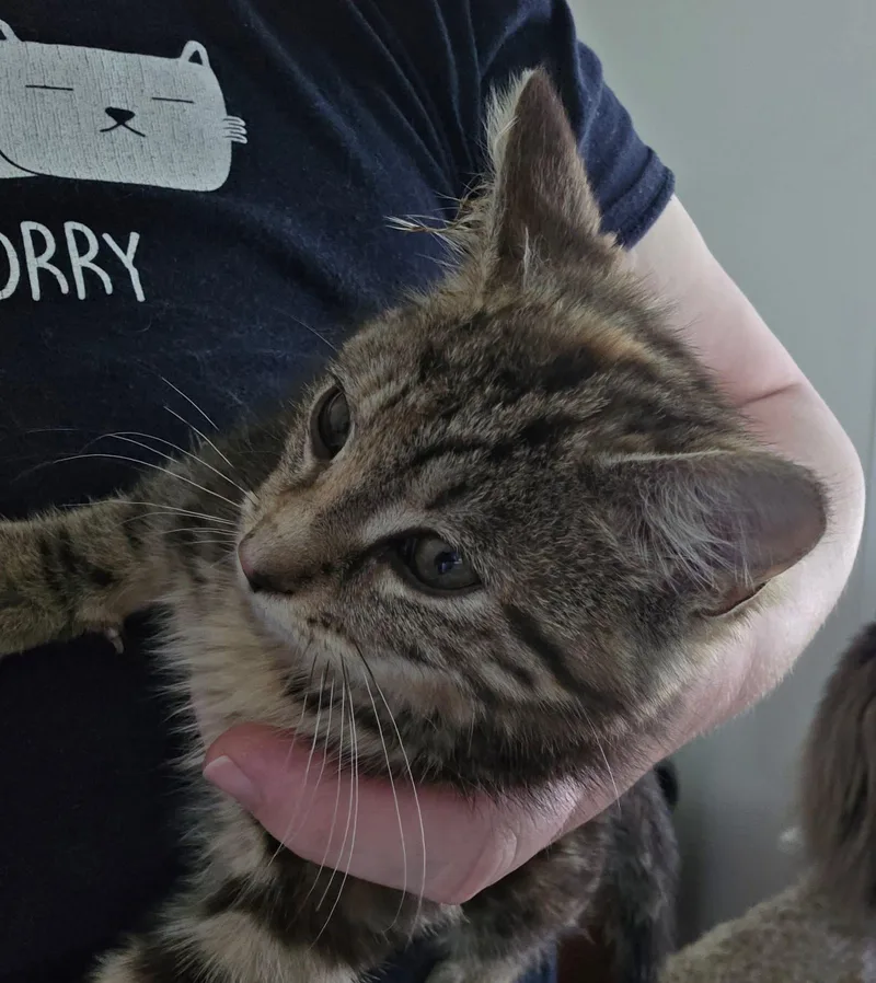 A baby small-sized female Torbie Domestic Short Hair cat named Billie the Kid for adoption in Canal Winchester, OH