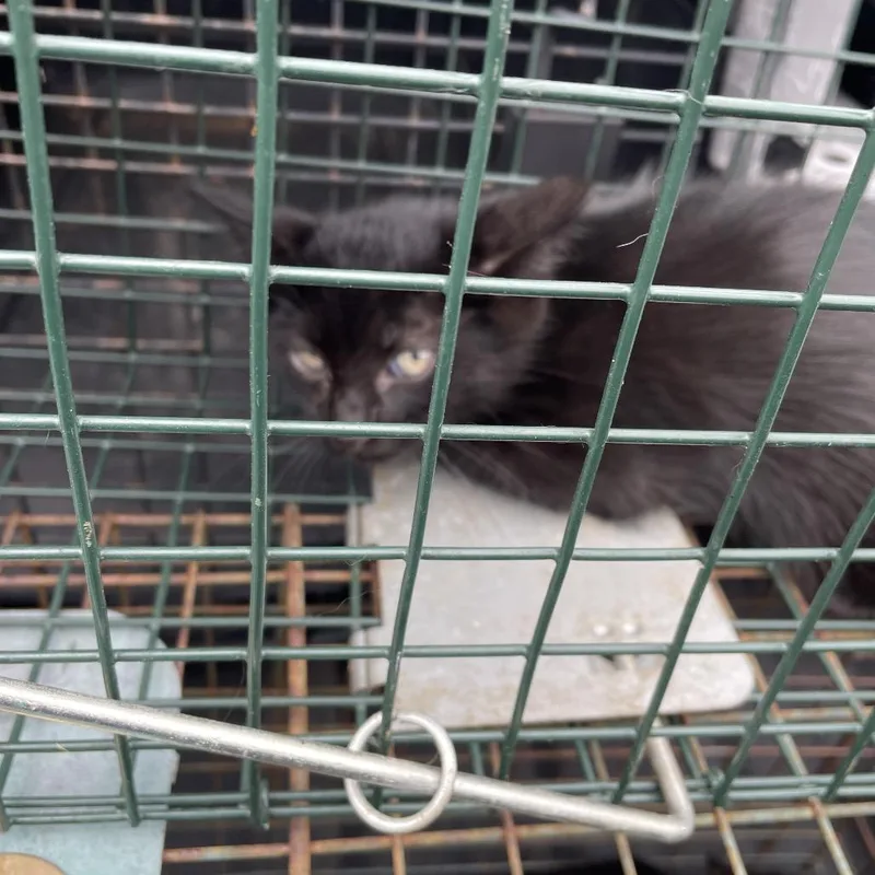 A baby small-sized male Domestic Short Hair cat named Puma for adoption in Lake Jackson, TX