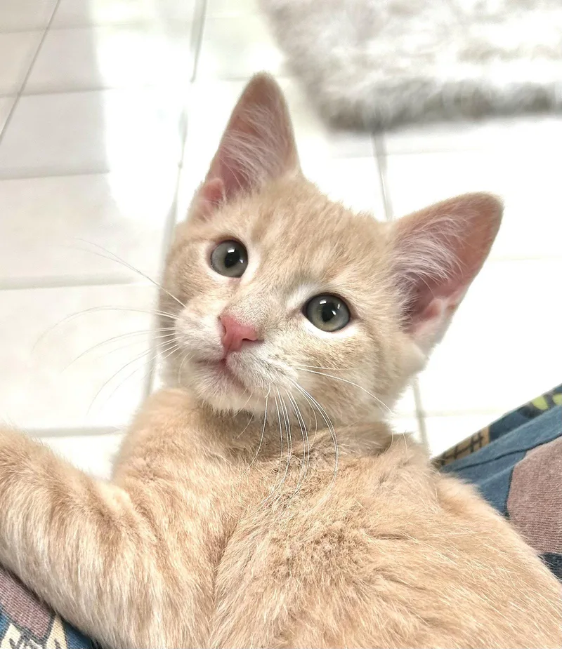 A baby medium-sized male Buff / Tan / Fawn Domestic Short Hair cat named Goose for adoption in Shawnee, KS