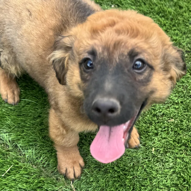 Mr. Cutie Pie Parker