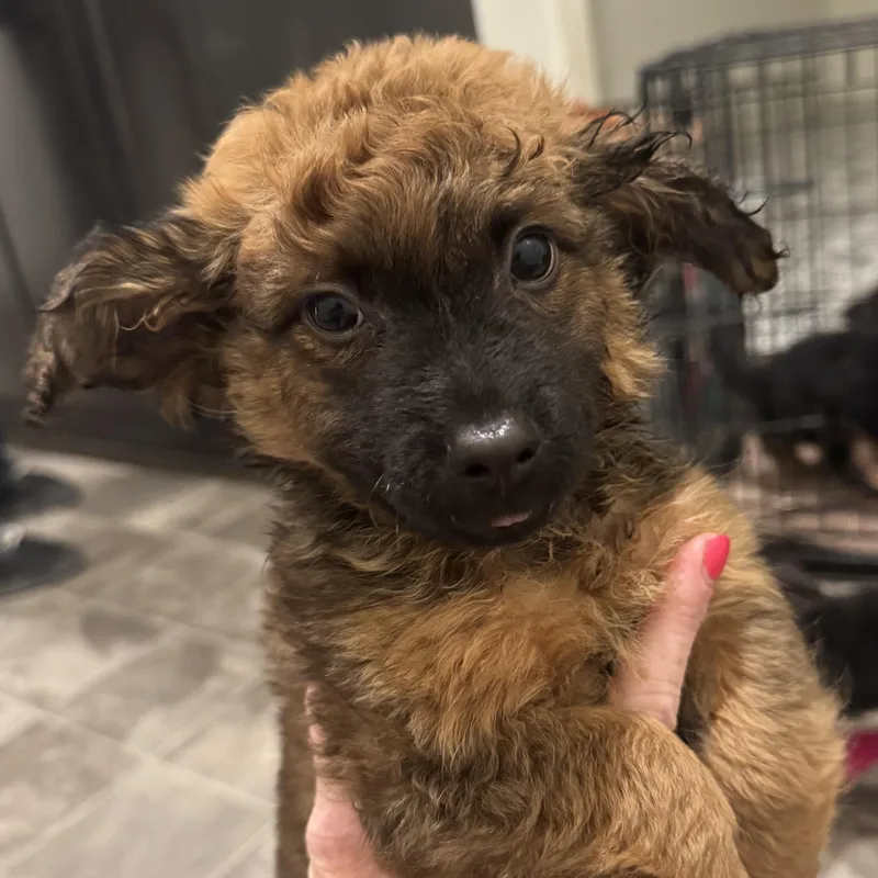 Mr. Cutie Pie Parker thumbnail 2