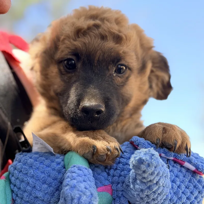 Mr. Cutie Pie Parker thumbnail 3
