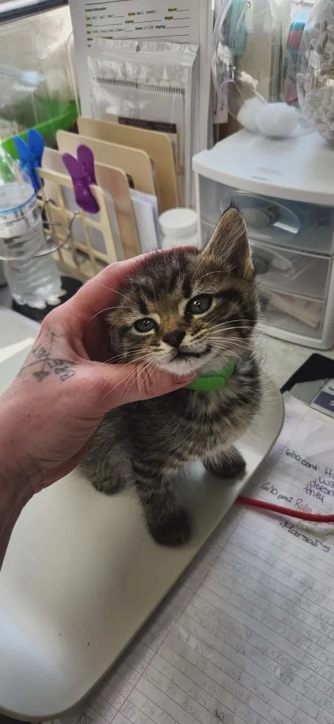 A baby medium-sized male American Shorthair cat named Pear for adoption in Van Wert, OH