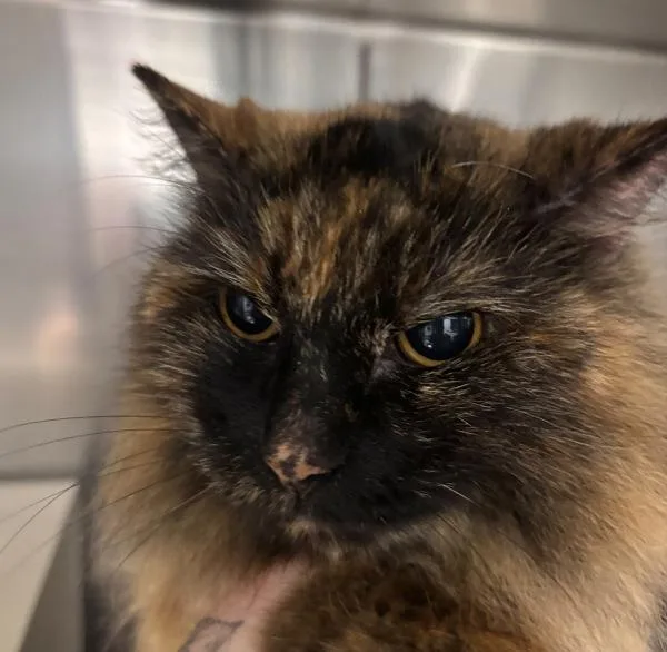 A senior medium-sized female Domestic Long Hair cat named Friskies for adoption in Des Moines, IA