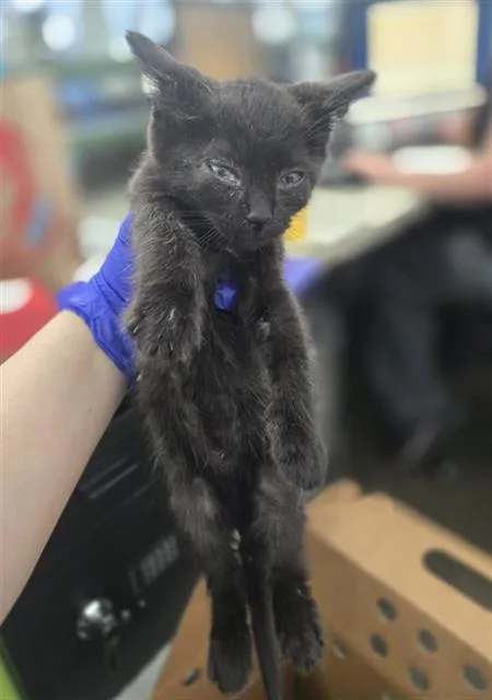 A baby medium-sized female Domestic Short Hair cat named Alexia for adoption in Dallas, TX
