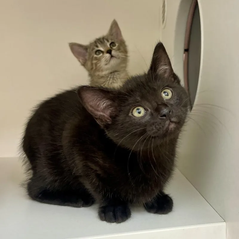 A baby small-sized female Black Domestic Short Hair cat named Tia Victoria for adoption in Champaign, IL