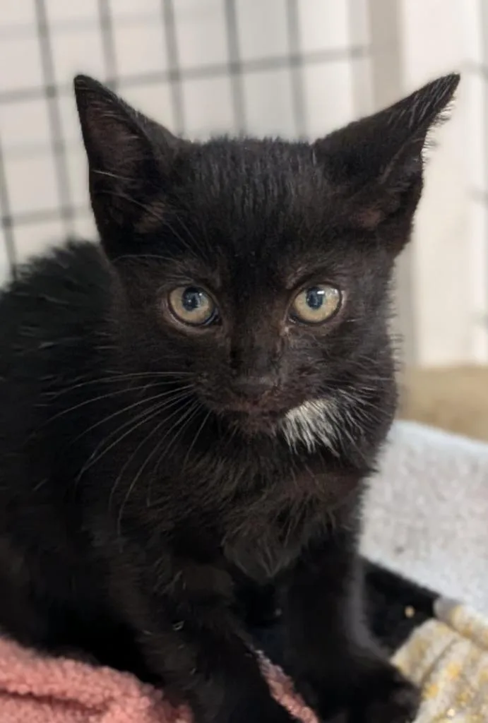 A baby small-sized male Domestic Medium Hair cat named Rain for adoption in St. Augustine, FL