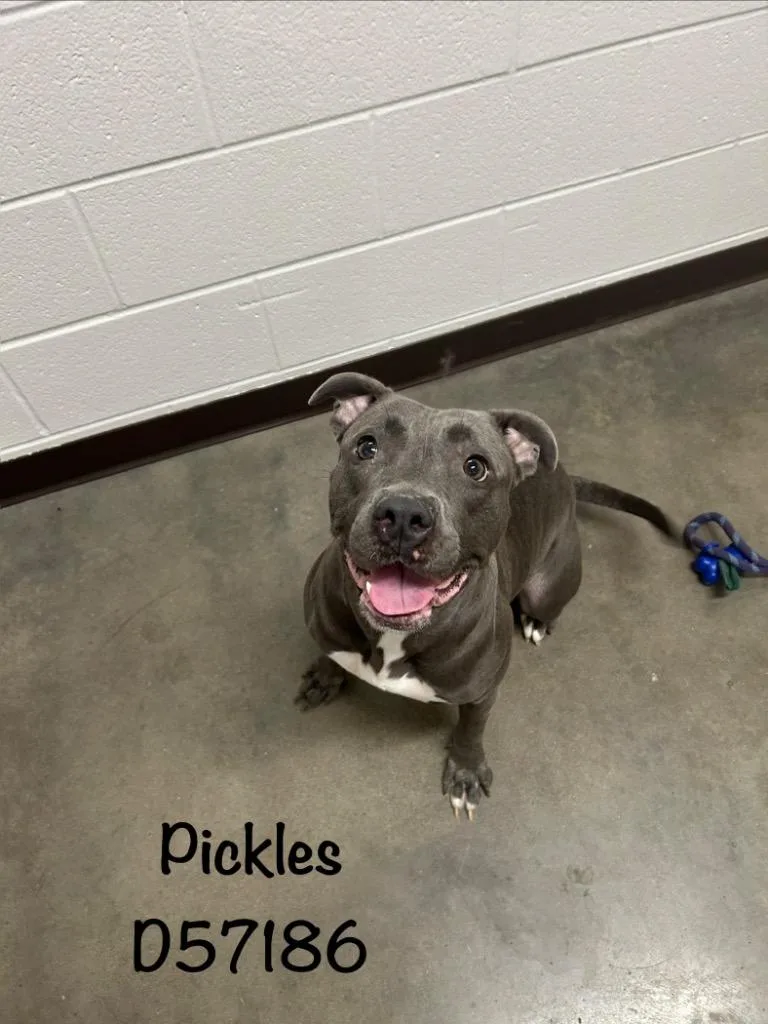 Pickles