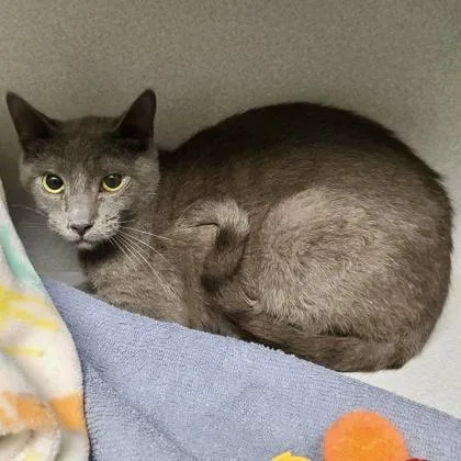 A baby medium-sized male Russian Blue cat named Sanderson for adoption in Red Bluff, CA