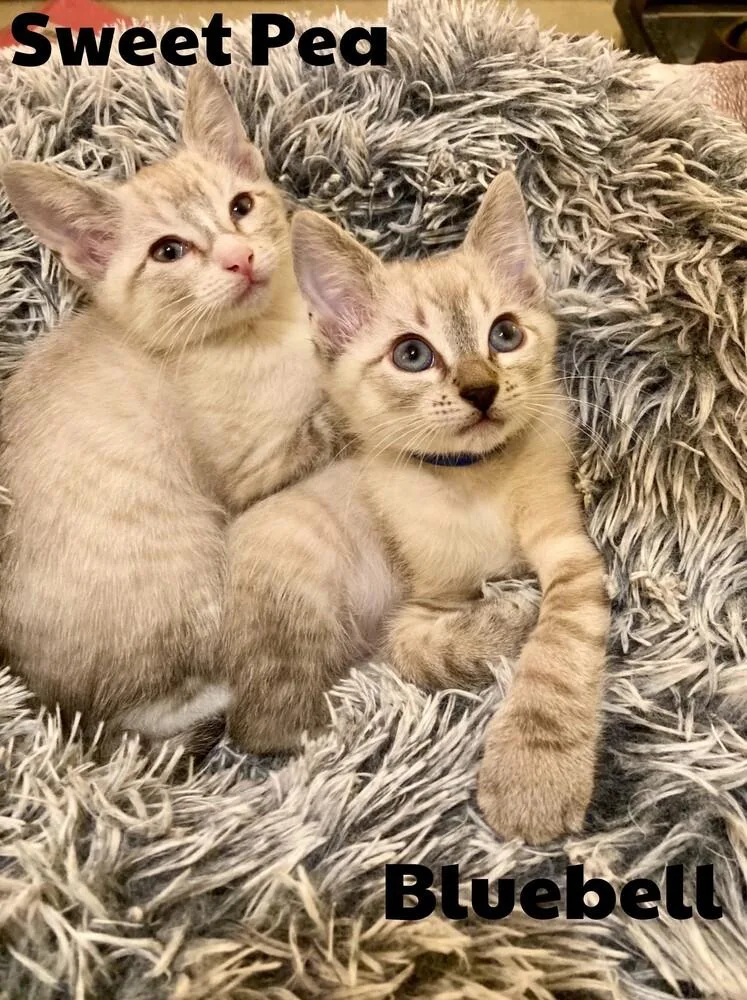 A baby medium-sized male Siamese cat named Bluebell for adoption in Little Rock, AR