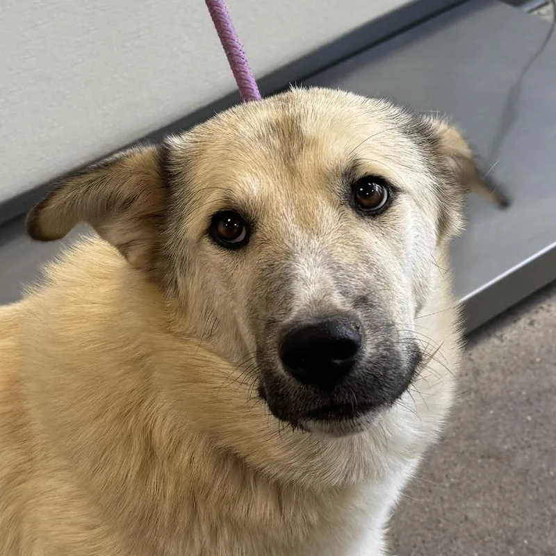 An adult medium-sized female Yellow / Tan / Blond / Fawn Mixed Breed dog named Kylie for adoption in Las Cruces, NM