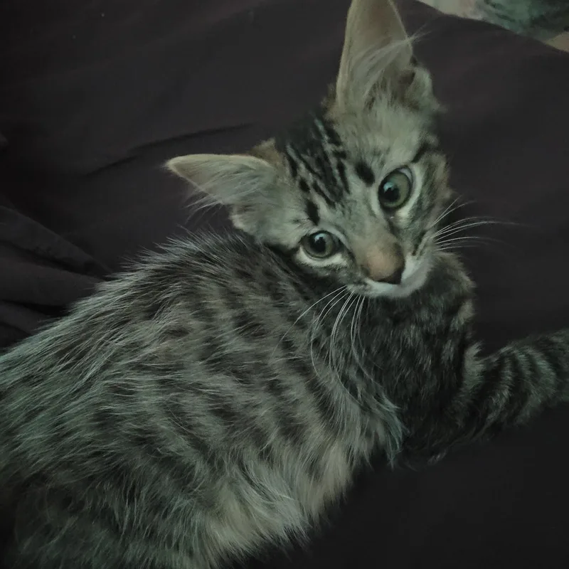 A baby small-sized male Tabby (Buff / Tan / Fawn) Domestic Short Hair cat named Duke for adoption in Bentonville, AR