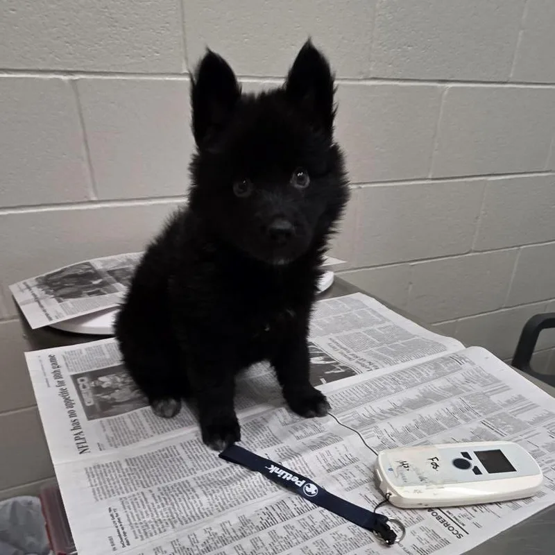 A baby small-sized male Black Mixed Breed dog named Lyric for adoption in Jacksonville, FL