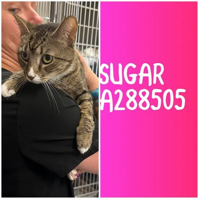 A young medium-sized female Domestic Short Hair cat named Sugar for adoption in Macon, GA