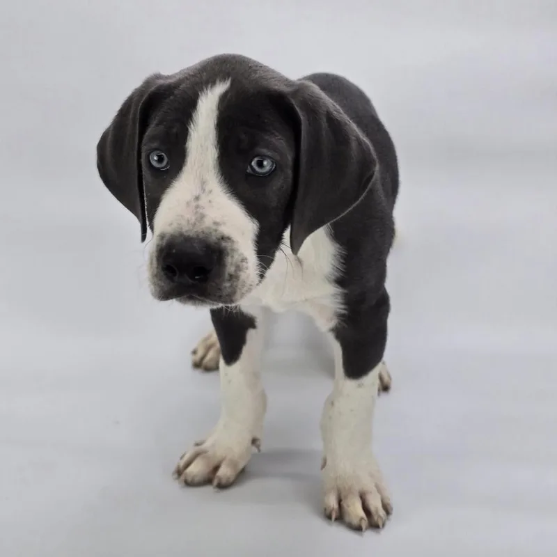 A baby large-sized male Gray / Blue / Silver Great Dane dog named Poppy for adoption in Sedalia, CO