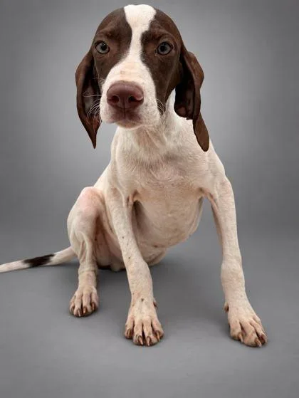A young medium-sized male Pointer dog named Billy for adoption in Bowling Green, KY