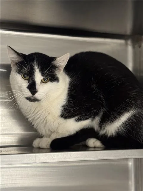 A young medium-sized male Domestic Short Hair cat named Sprout for adoption in Chatsworth, CA