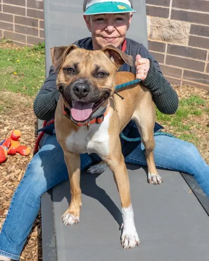 An adult medium-sized male Mixed Breed dog named Lightbeam for adoption in Chamblee, GA