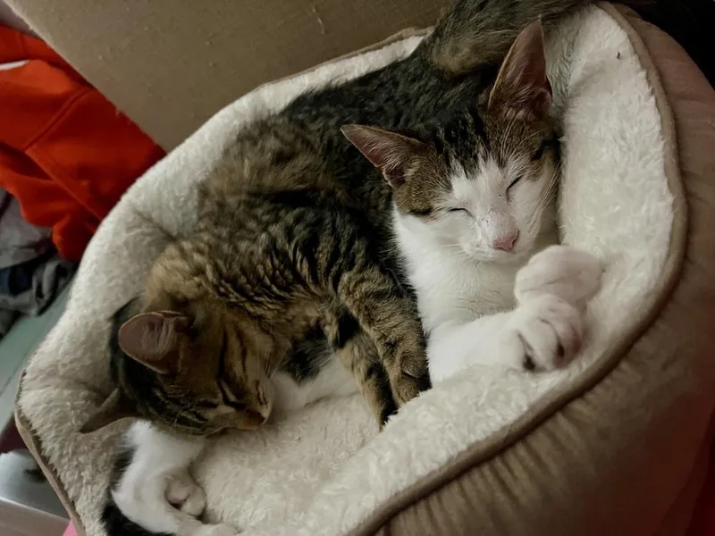 An adult medium-sized male Black & White / Tuxedo Domestic Short Hair cat named Sai for adoption in Lake Wylie, SC