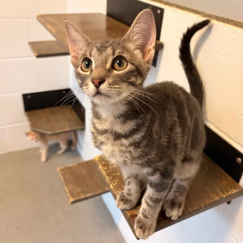 A baby small-sized male Gray / Blue / Silver Domestic Short Hair cat named House Arrest for adoption in Carencro, LA